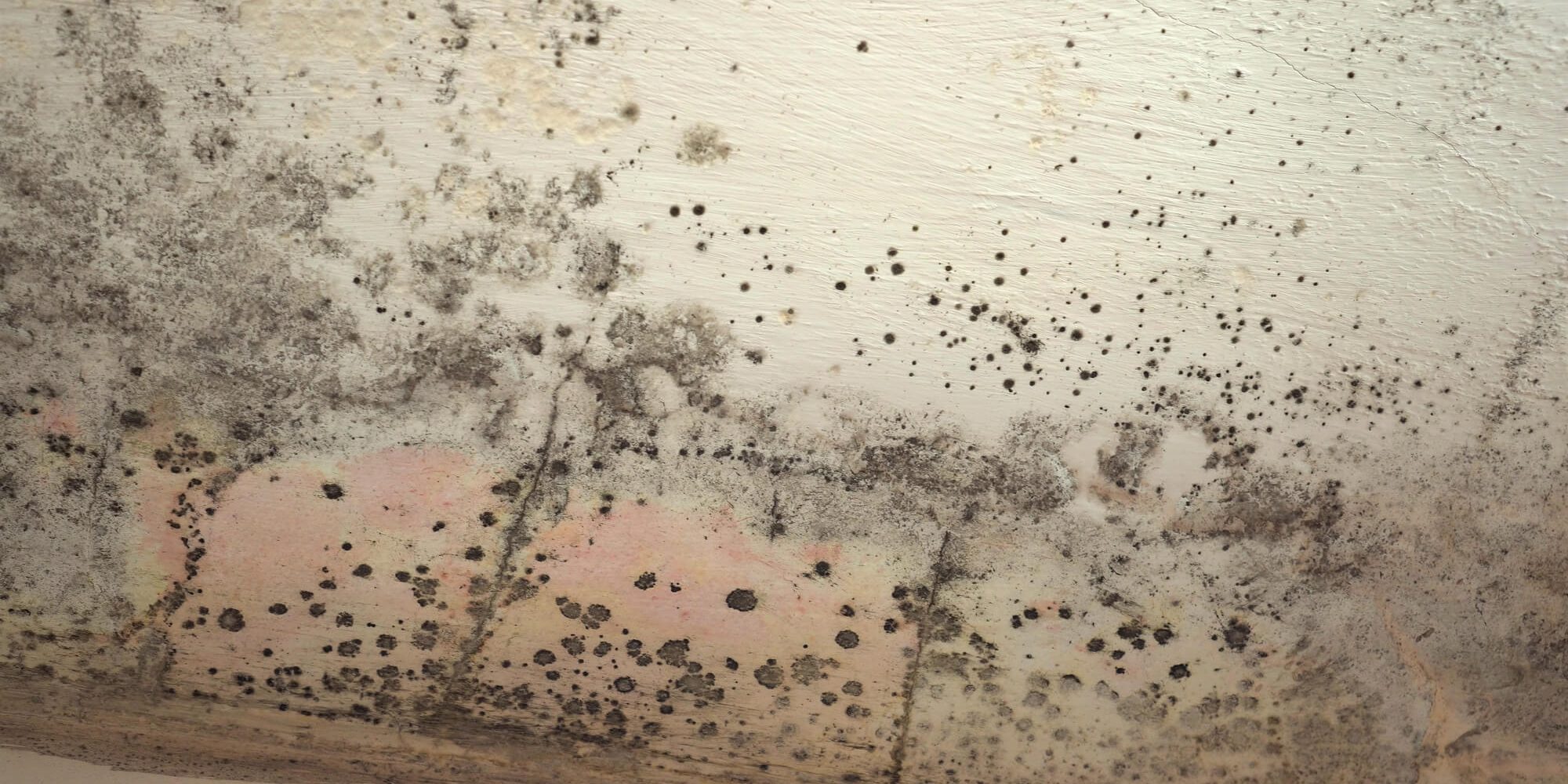 The Damp Dilemma: Dealing with Moisture and Humidity in Your Home The Damp Dilemma: Dealing with Moisture and Humidity in Your Home