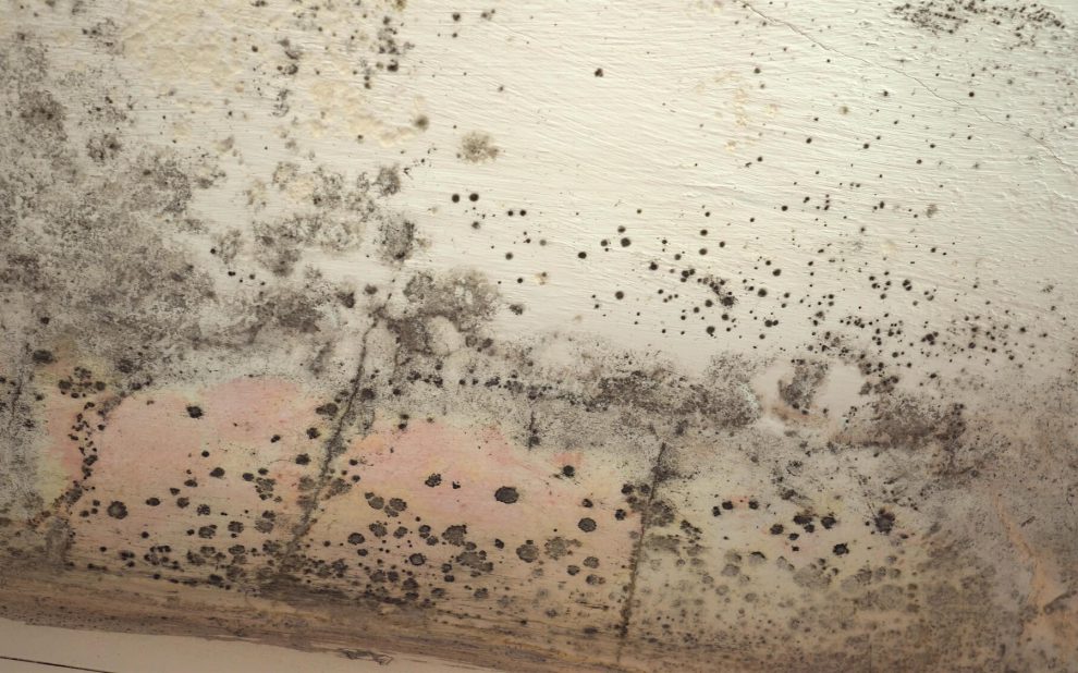 The Damp Dilemma: Dealing with Moisture and Humidity in Your Home