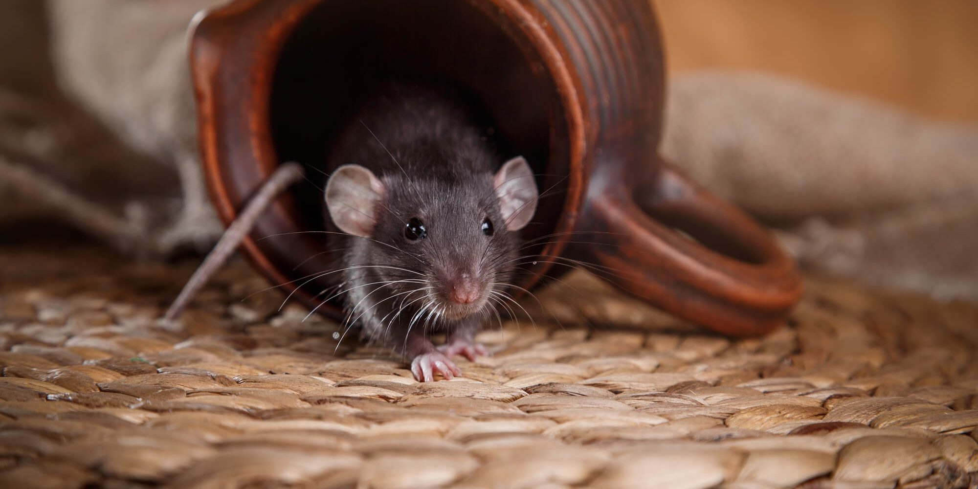 What Damage Can Pests Do to Your Home? What Damage Can Pests Do to Your Home?