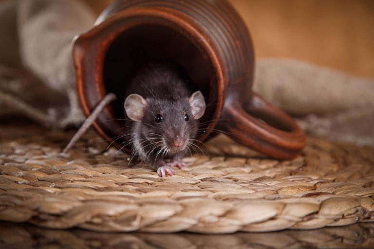 What Damage Can Pests Do to Your Home?
