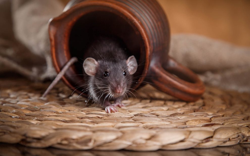 What Damage Can Pests Do to Your Home?
