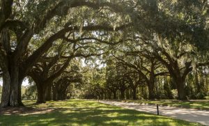 Property Stewards Charleston