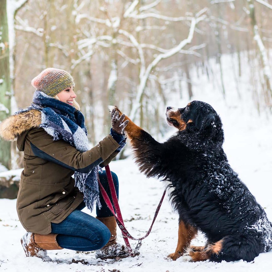 Property Stewards Concierge Services: Au Pair & Dog Sitting Services