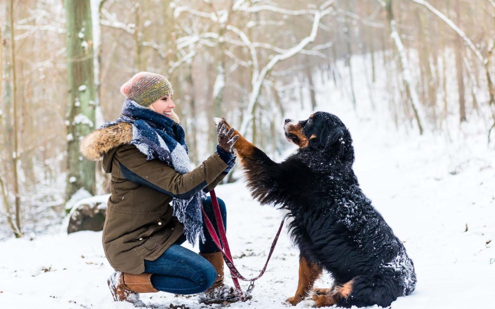 Property Stewards Concierge Services: Au Pair & Dog Sitting Services