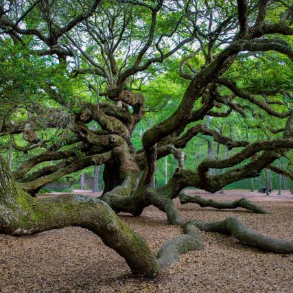 Property Stewards Charleston